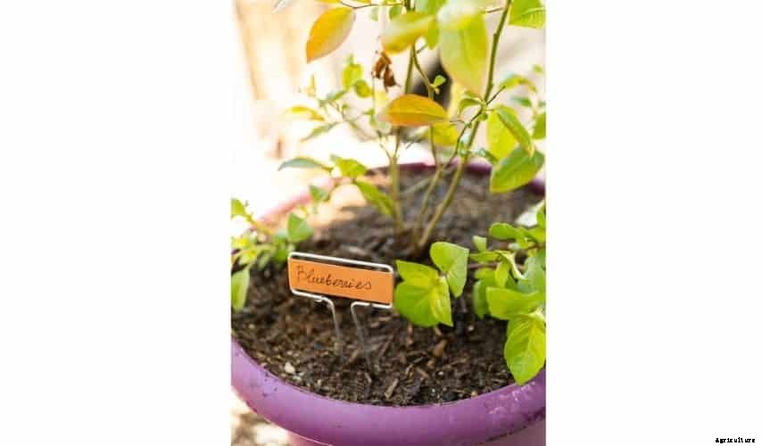 Easiest Fruit to Grow Indoors (Top 9 Fruits)