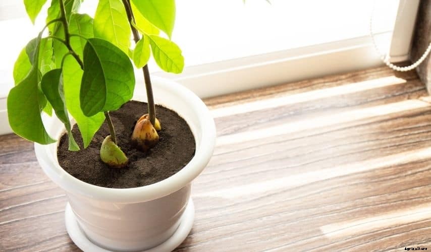 Easiest Fruit to Grow Indoors (Top 9 Fruits)
