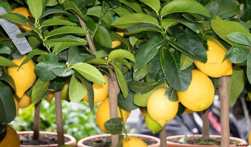 Easiest Fruit to Grow Indoors (Top 9 Fruits)