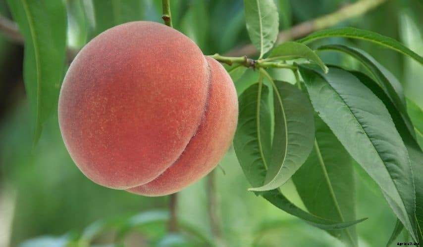 Easiest Fruit to Grow Indoors (Top 9 Fruits)