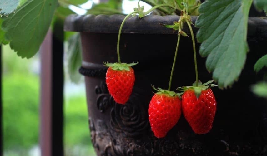 Easiest Fruit to Grow Indoors (Top 9 Fruits)