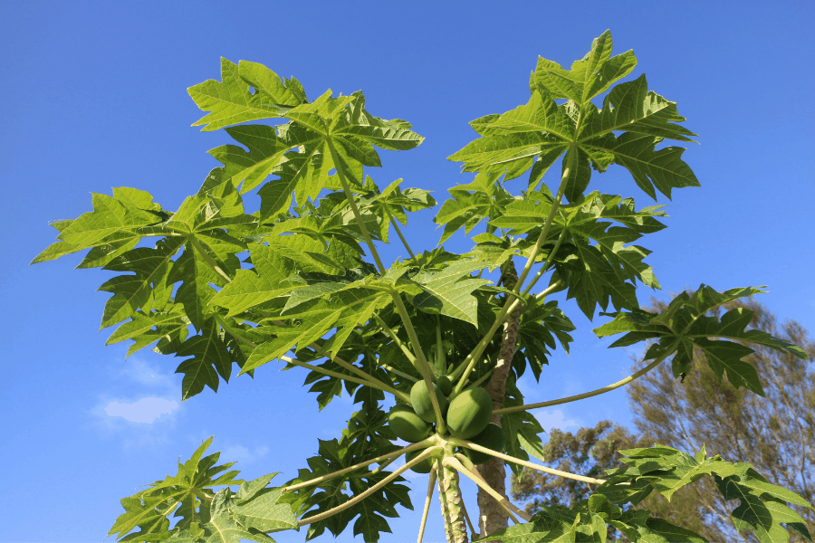 Paw Paws Trees – Planting, Growing and (Stunning Caring Tips)
