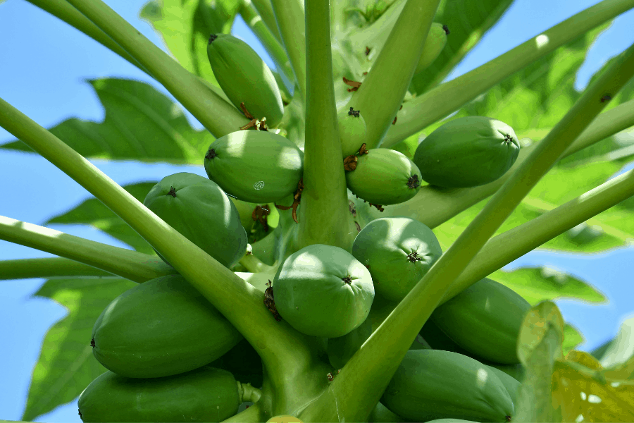 Paw Paws Trees – Planting, Growing and (Stunning Caring Tips)