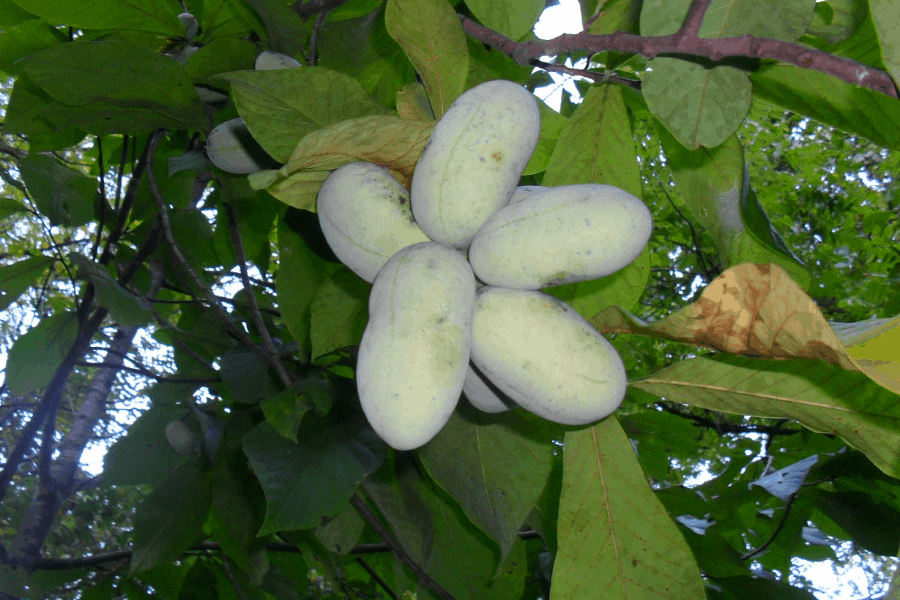 Paw Paws Trees – Planting, Growing and (Stunning Caring Tips)