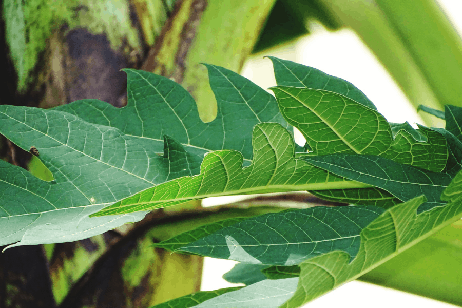 Paw Paws Trees – Planting, Growing and (Stunning Caring Tips)