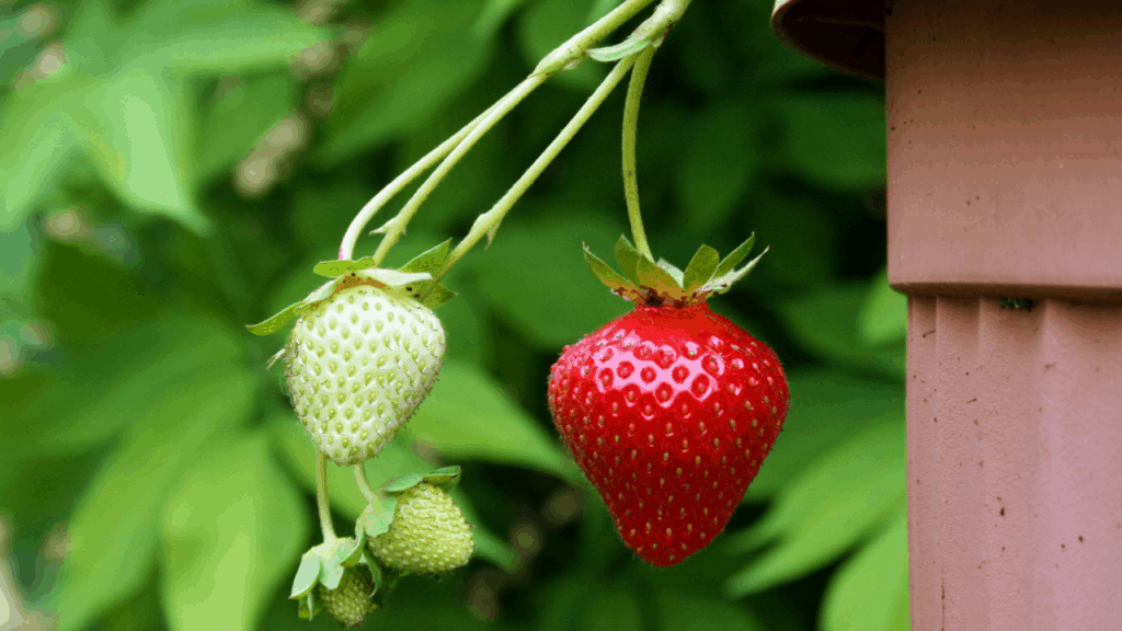 Square Foot Gardening Strawberries (Unbelievable Ways)