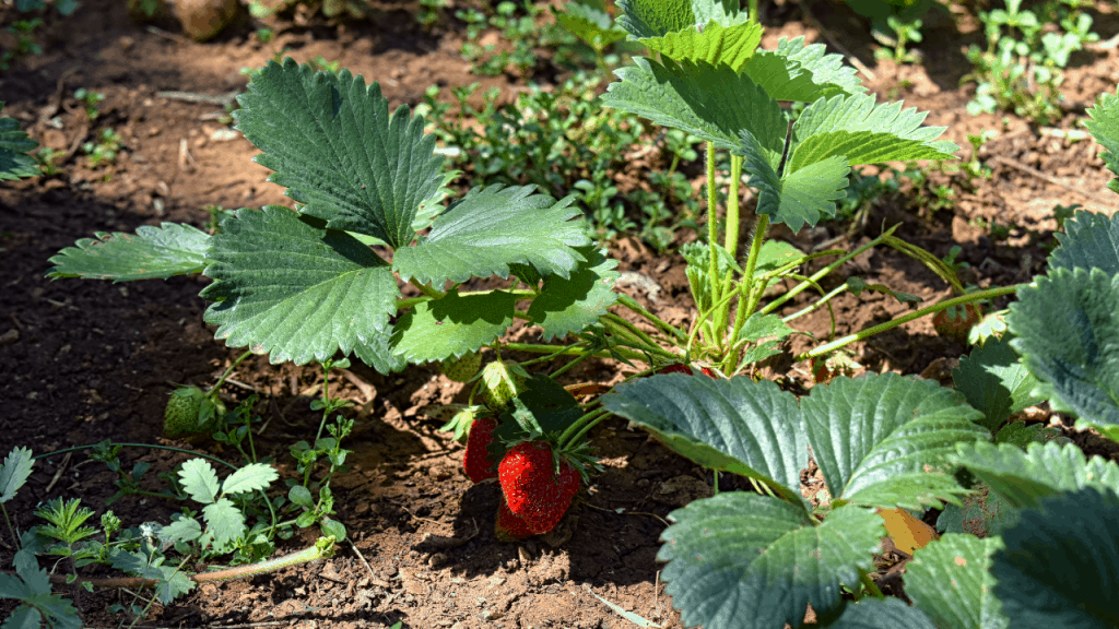 Square Foot Gardening Strawberries (Unbelievable Ways)