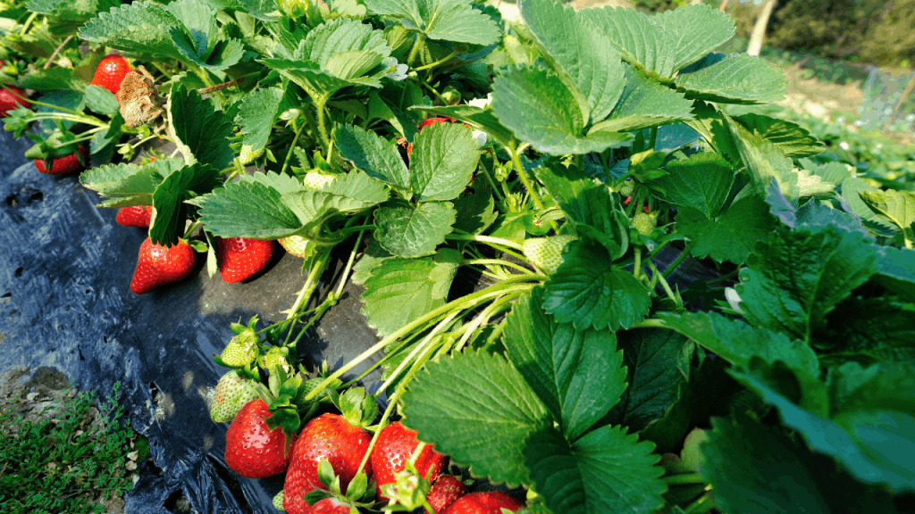 Square Foot Gardening Strawberries (Unbelievable Ways)