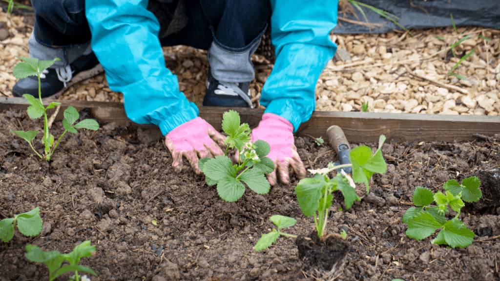 Square Foot Gardening Strawberries (Unbelievable Ways)