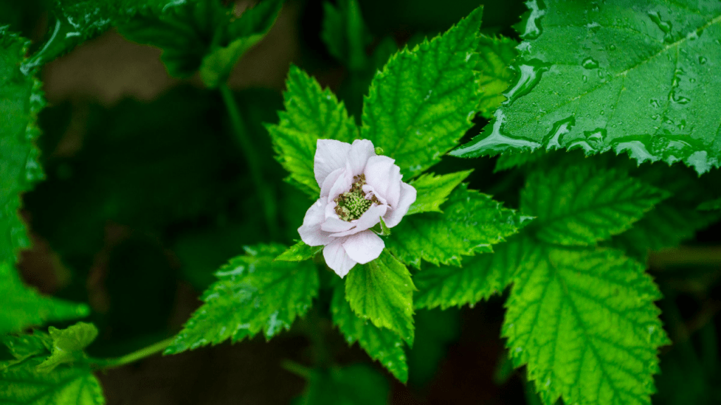 Blackberry Plant – Growing and Caring tips (Awesome Ideas)