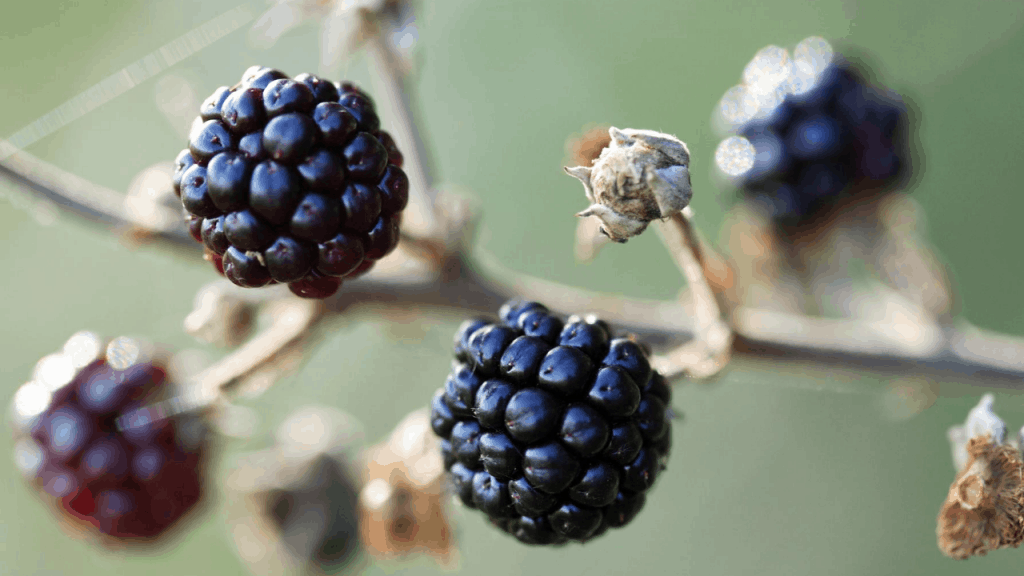 Blackberry Plant – Growing and Caring tips (Awesome Ideas)