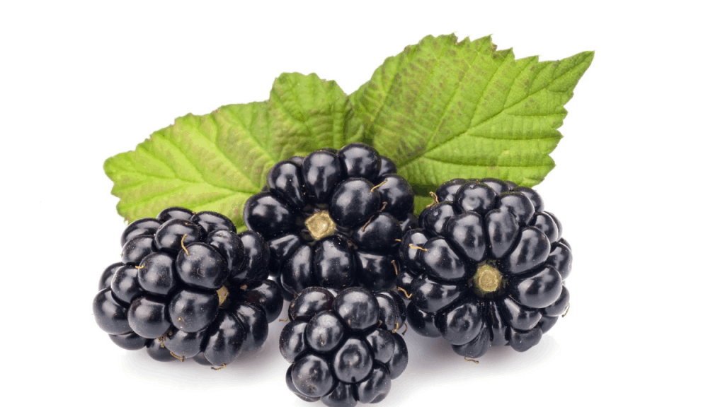 Blackberry Plant – Growing and Caring tips (Awesome Ideas)