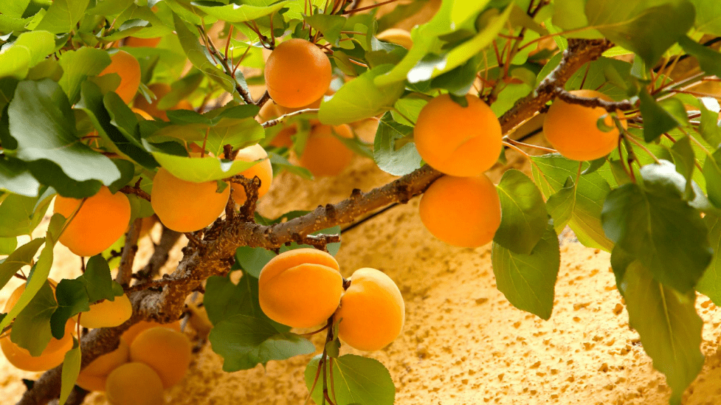 Apricot tree care and grow tips (Stunning benefits)