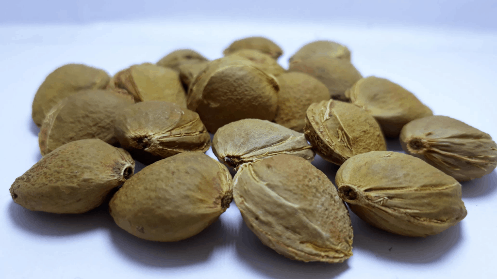 Apricot tree care and grow tips (Stunning benefits)