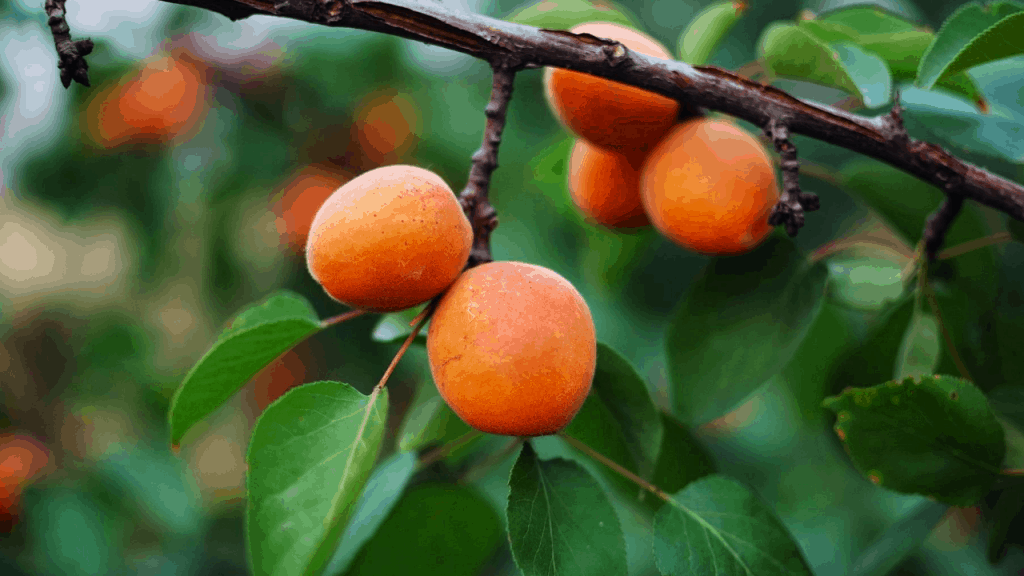 Apricot tree care and grow tips (Stunning benefits)