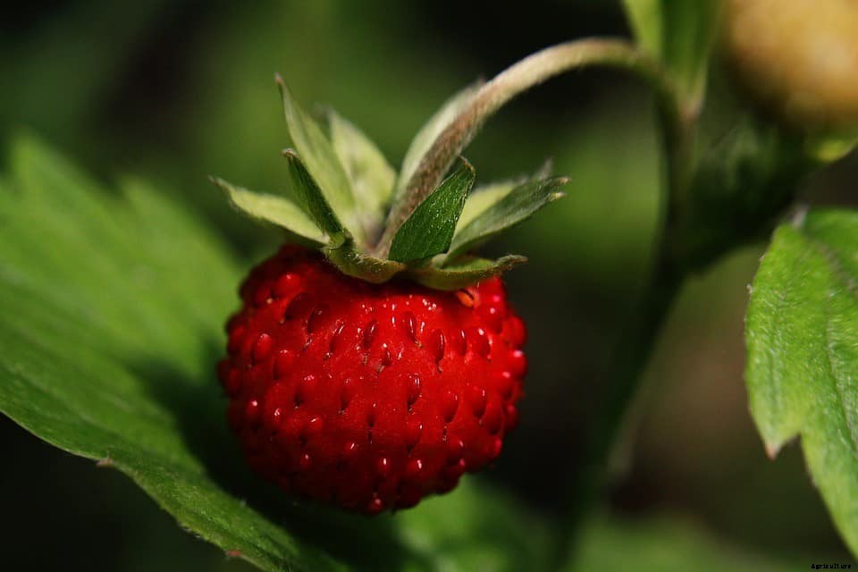 How Long Does It Take for a Strawberry Plant to Produce Fruit