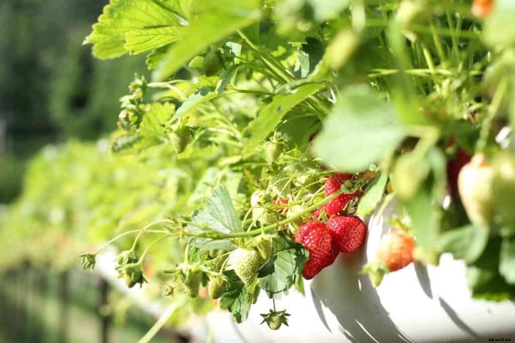How Long Does It Take for a Strawberry Plant to Produce Fruit