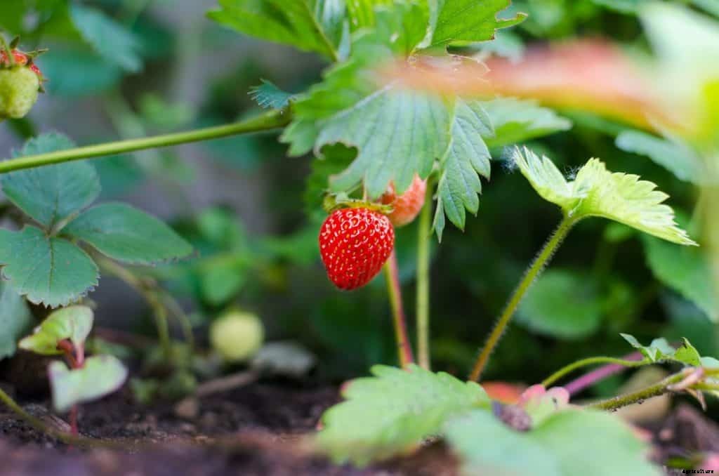 How Long Does It Take for a Strawberry Plant to Produce Fruit