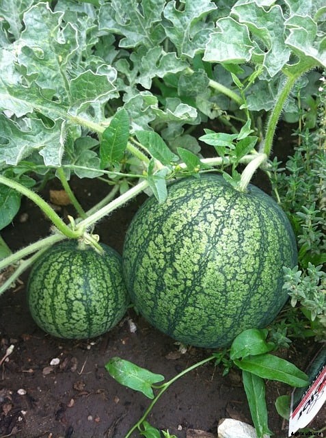 Watermelon square foot gardening