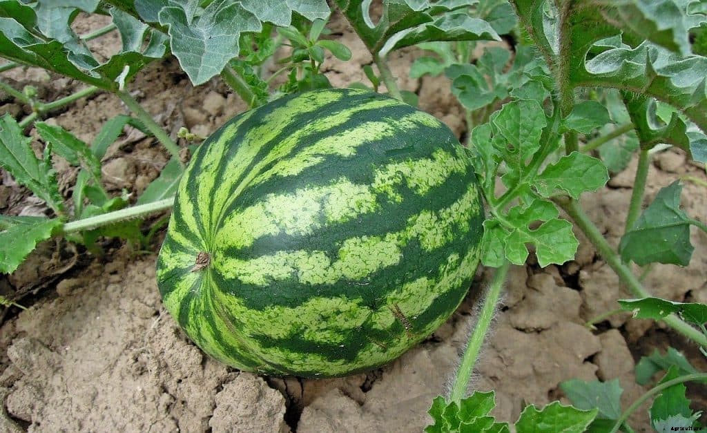 Watermelon square foot gardening
