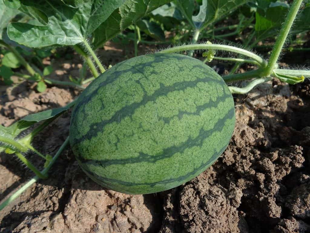 Watermelon square foot gardening
