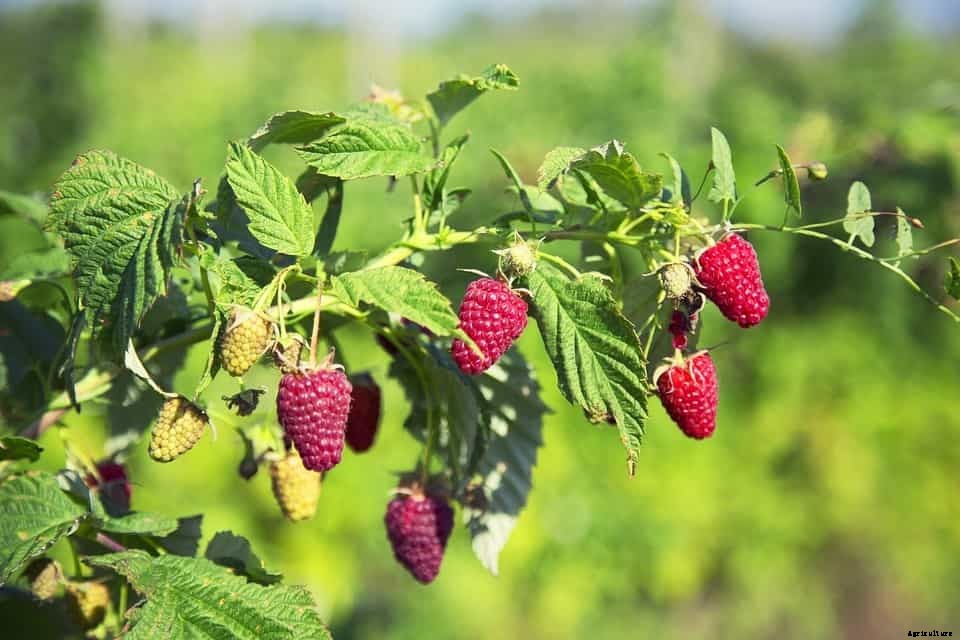 Raspberry Growing Tips: Detailed Guide