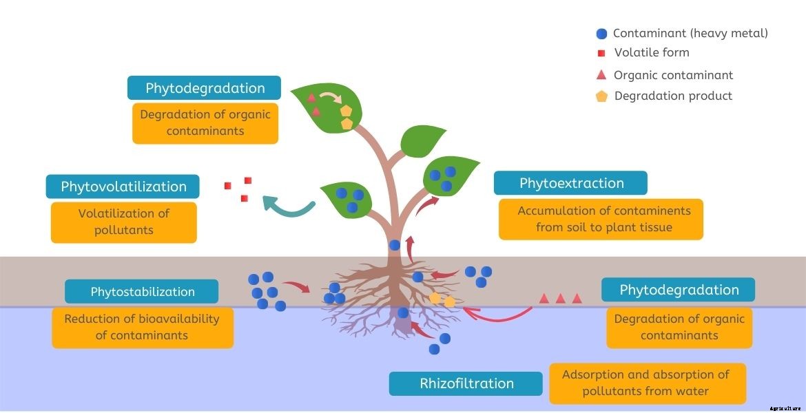 Bioremediation and its use against Environment Pollution