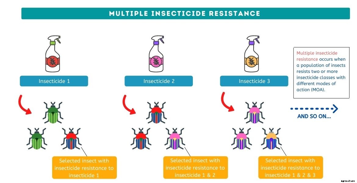 Insecticide resistance mechanism and prevention steps