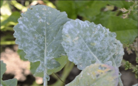 Mustard crop diseases : Identification and management
