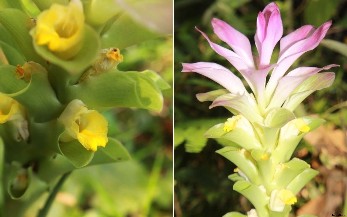 Mango ginger : Composition, uses and farming guide