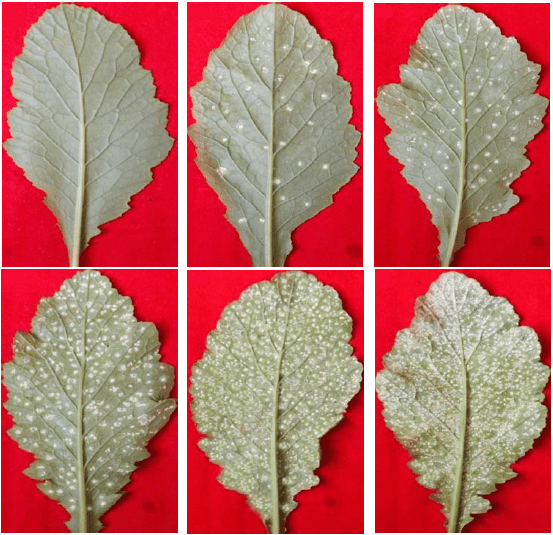 Mustard crop diseases : Identification and management