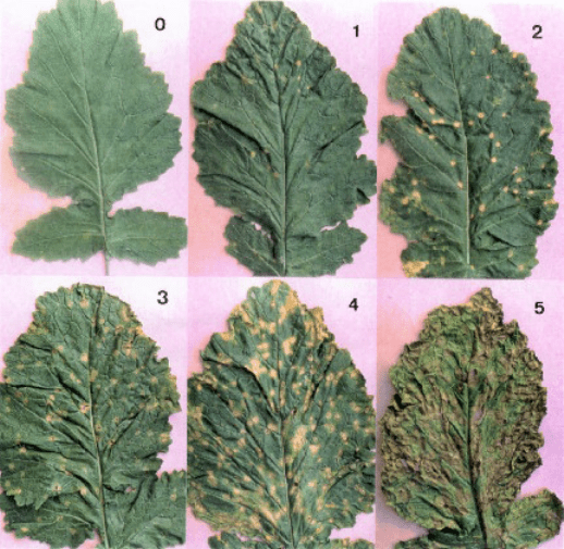 Mustard crop diseases : Identification and management
