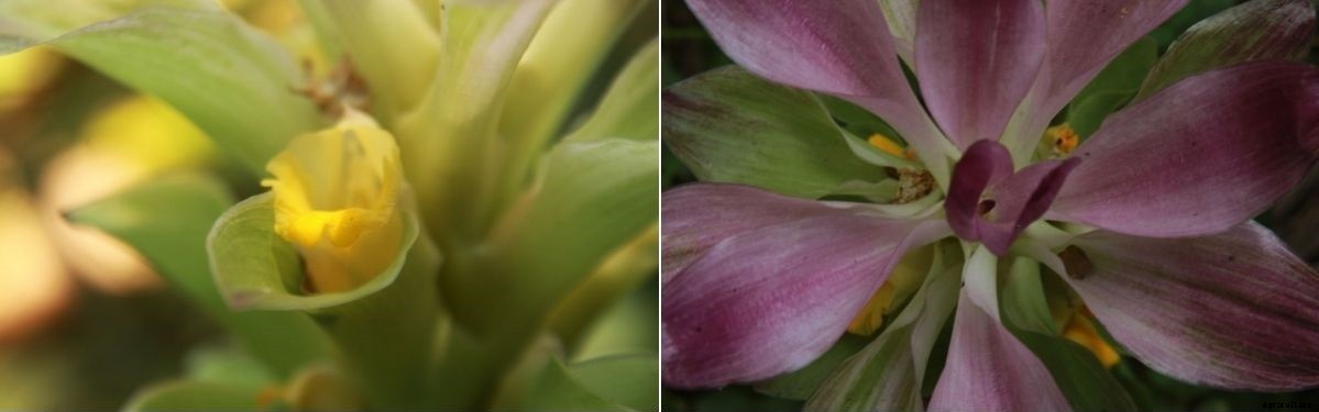 Mango ginger : Composition, uses and farming guide