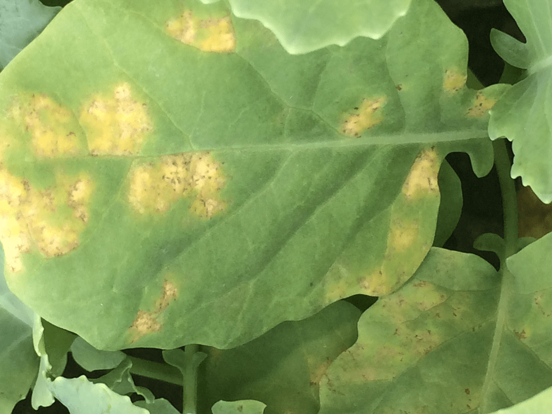 Mustard crop diseases : Identification and management