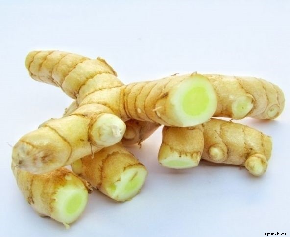 Mango ginger : Composition, uses and farming guide