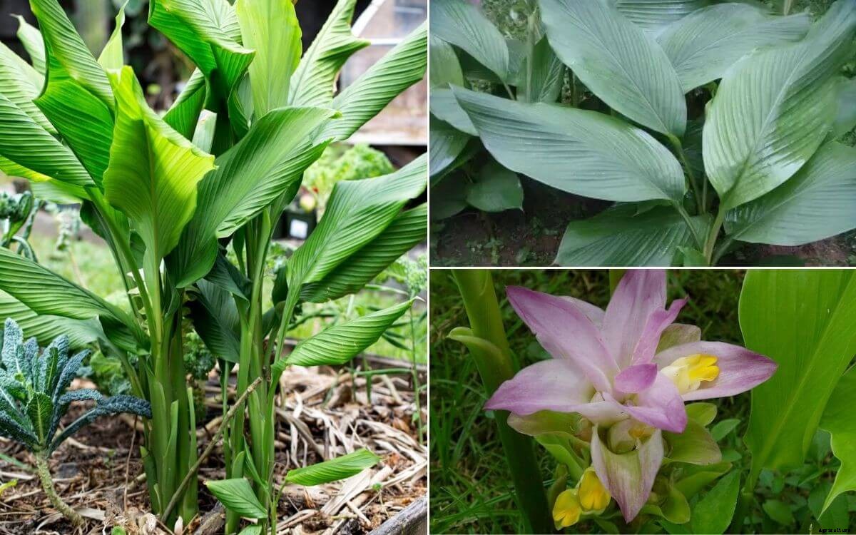 Mango ginger : Composition, uses and farming guide