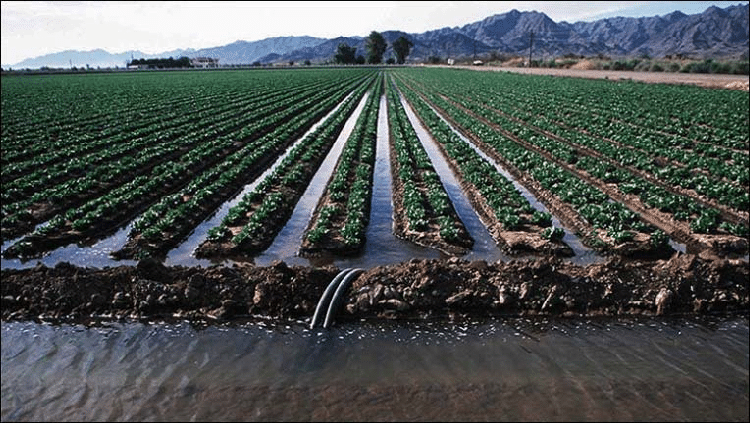 Furrow Irrigation system : Advantages and disadvantages