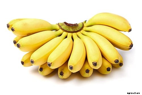 Complete guide to banana farming