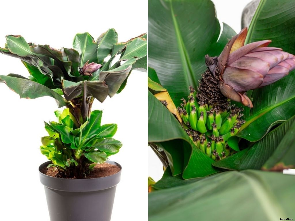 Complete guide to banana farming