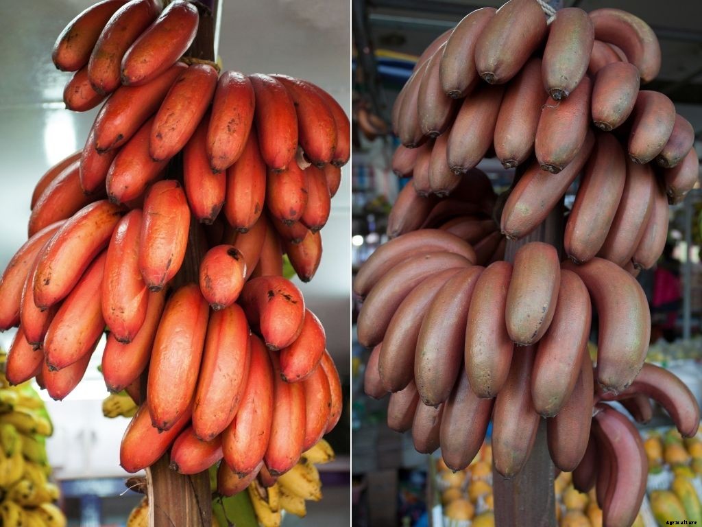 Complete guide to banana farming