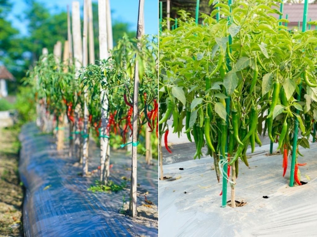 Complete guide to Chilli farming