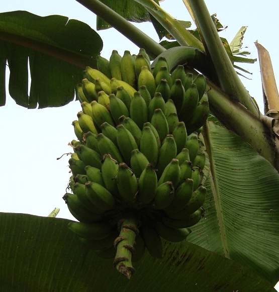 Complete guide to banana farming