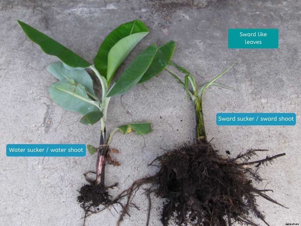 Complete guide to banana farming