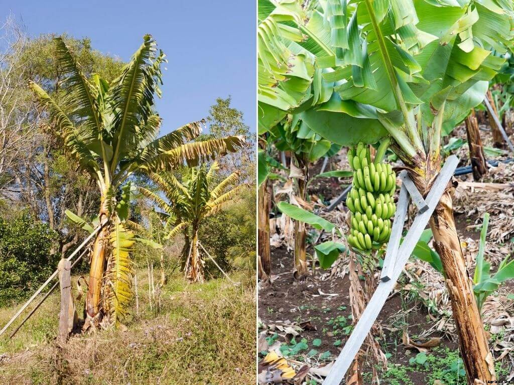Complete guide to banana farming