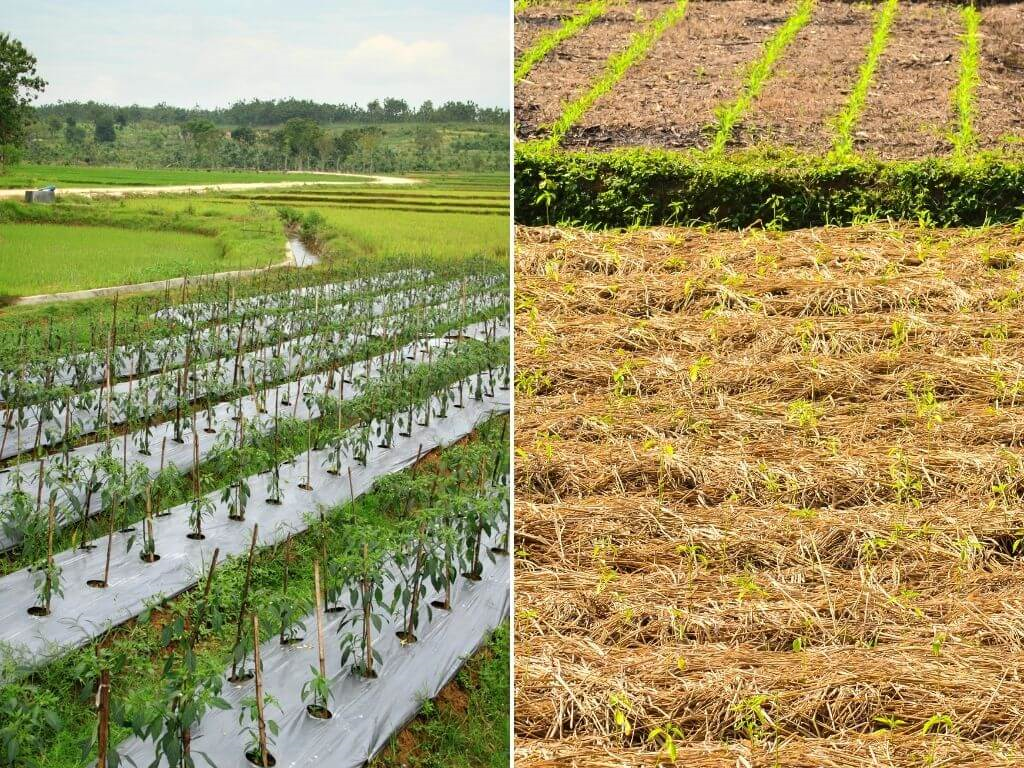 Complete guide to Chilli farming