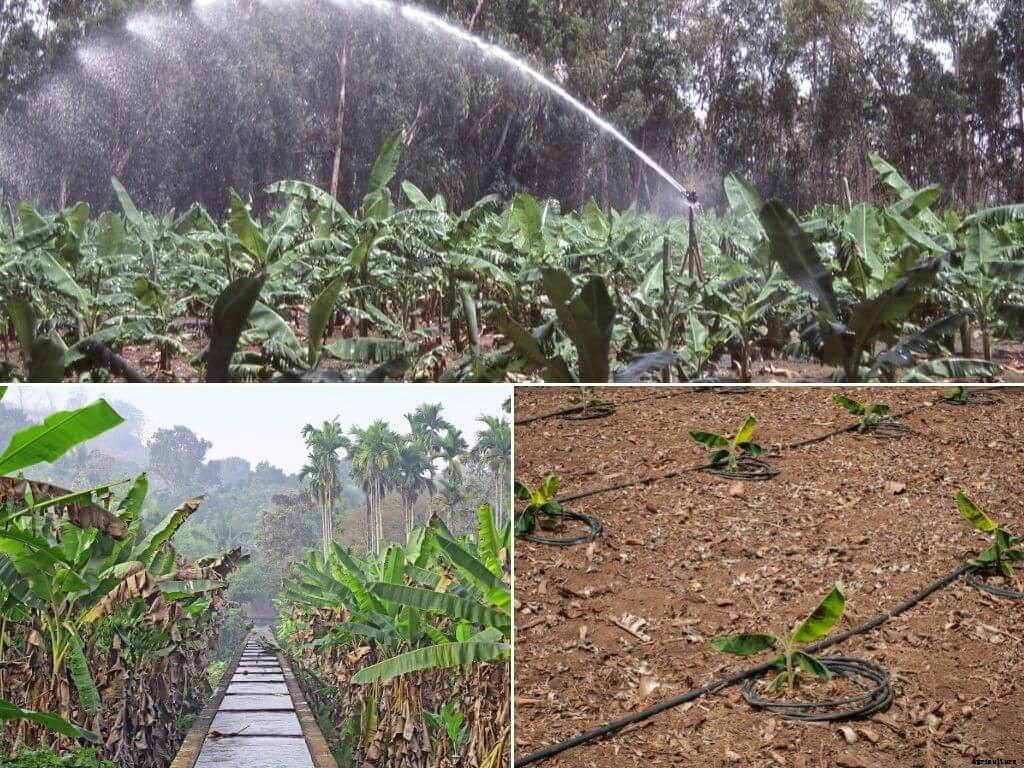 Complete guide to banana farming