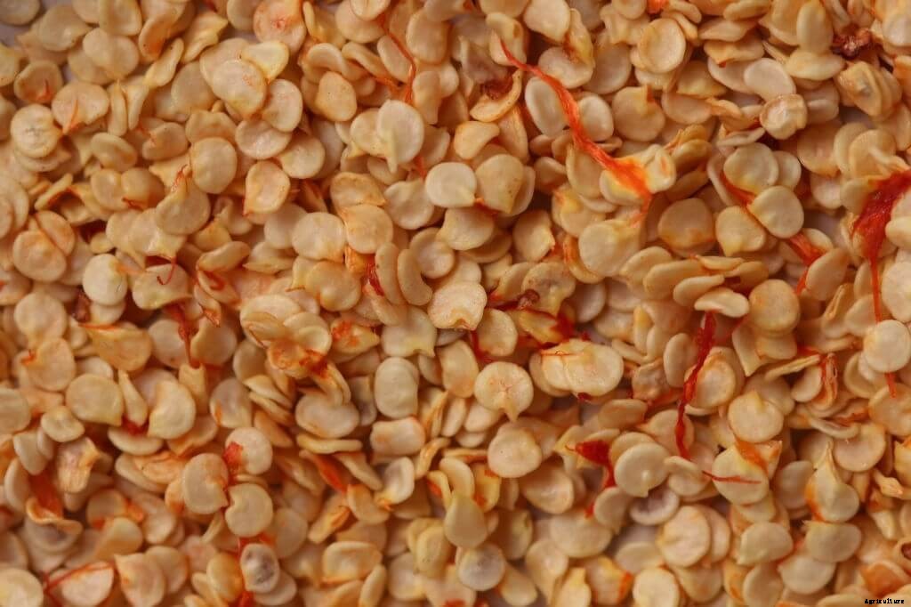 Complete guide to Chilli farming