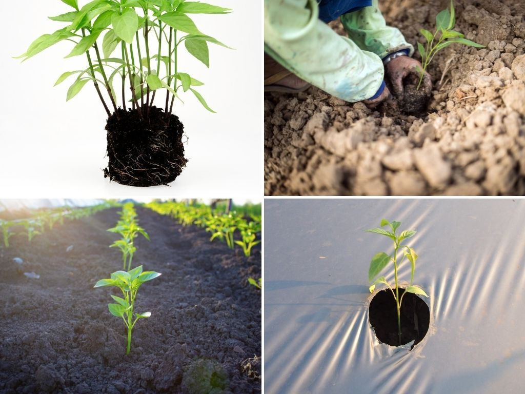 Complete guide to Chilli farming