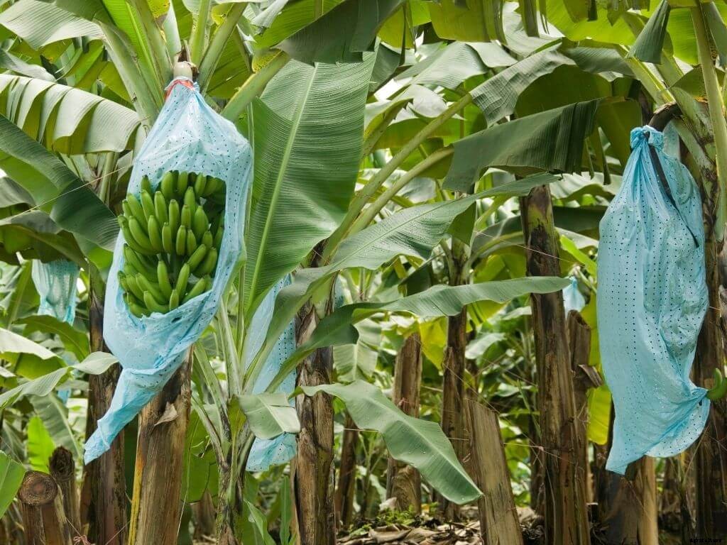 Complete guide to banana farming