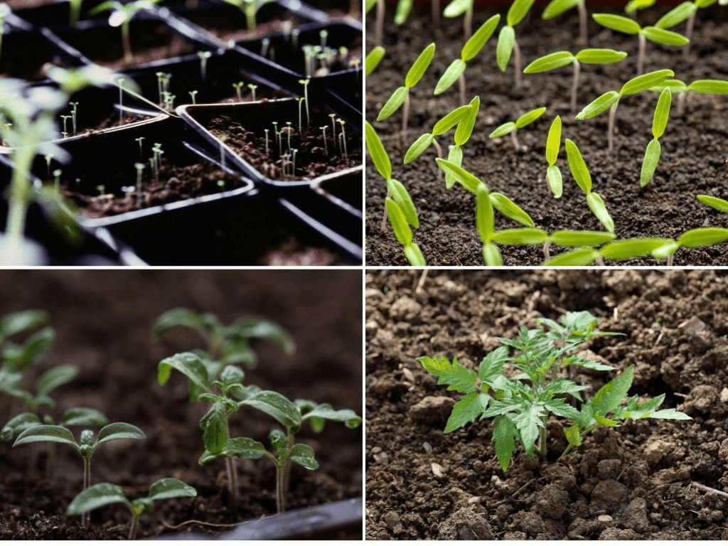 Complete guide to Tomato farming